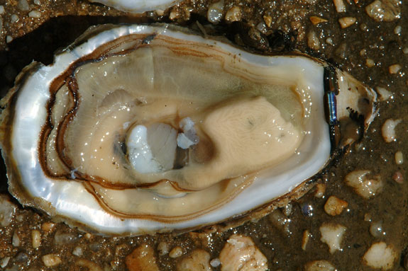 Oyster life-cycle process Photo