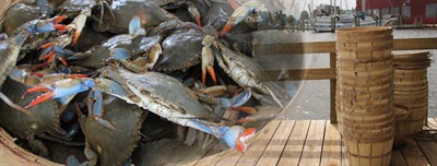 Bushel of female crabs Photo