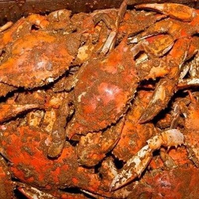 Steamed crabs Photo