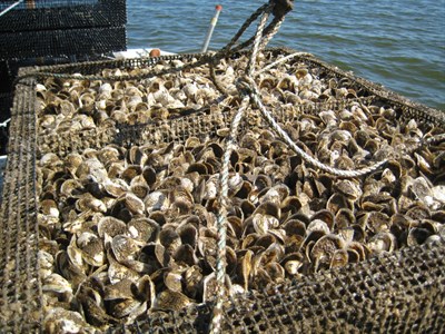 Oysters Photo