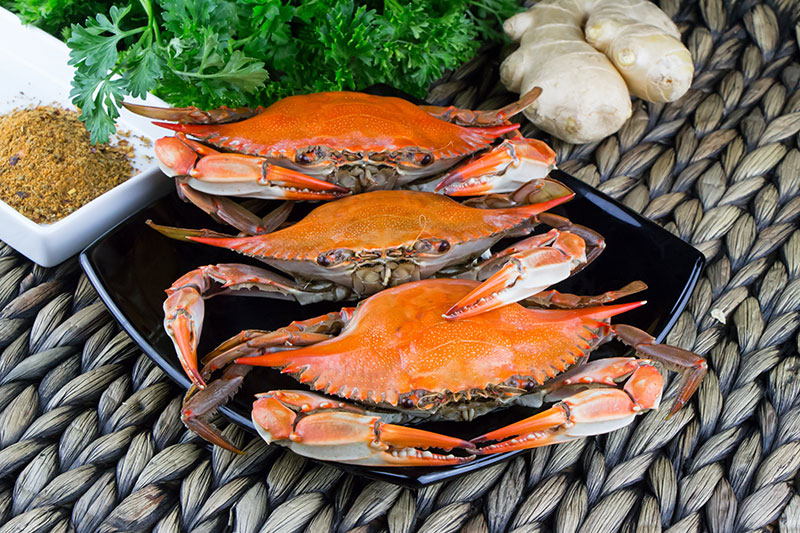 Hard-shell crabs Photo