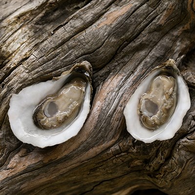Oysters at Hollywood Oyster Company Photo