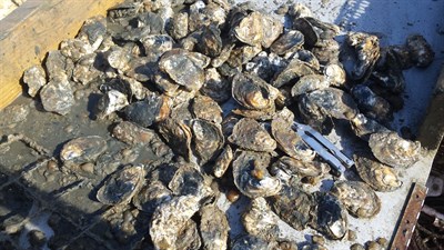 Oysters Photo
