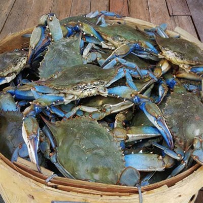 Live Blue crabs Photo