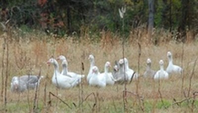 Buttons Creek  Photo