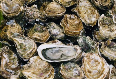 Oysters Photo