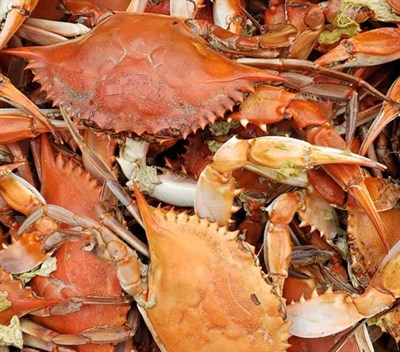 Steamed Crabs Photo