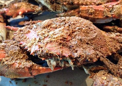 Steamed Crabs Photo