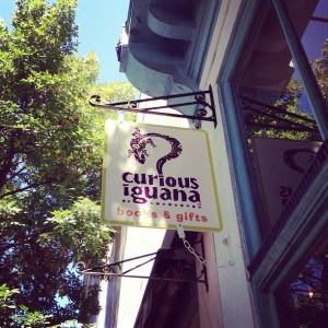 Curious Iguana Photo