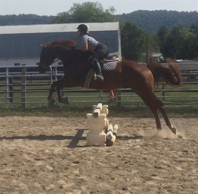 Mexico Farms Equestrian Center Photo