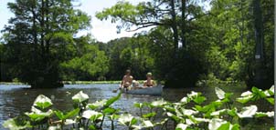 Forest and lake Photo