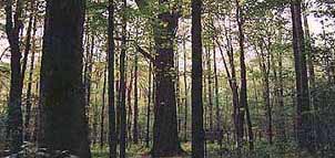 Garrett State Forest Photo