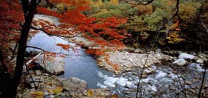 Potomac State Forest Photo