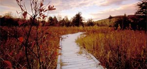 photo of nature trail through Cranesville swamp Photo