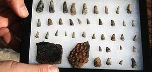 Dinosaur Fossils Photo