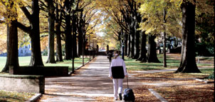 Student walking on tree lined path Photo