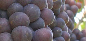 Sugarloaf Mountain Vineyard Photo