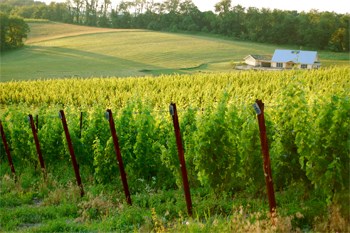 Black Ankle Vineyards  Photo