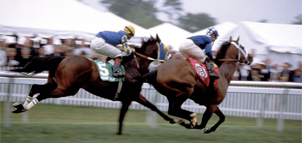Horses racing Photo