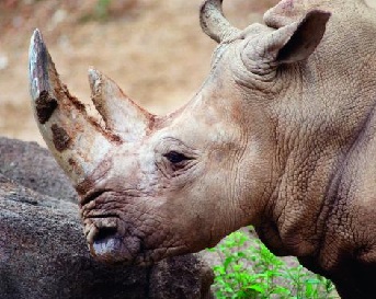 White Rhino at Maryland Zoo in Baltimore Photo