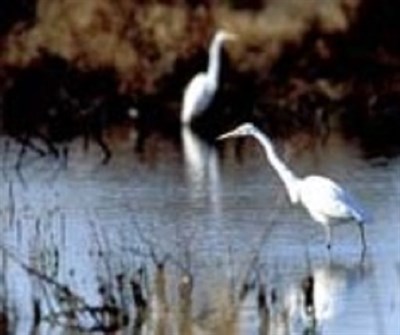 Blackwater National Wildlife Refuge Photo