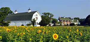 Outside view of Inn with Sunflowers Photo
