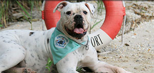 Dog with Life Preserver on the Beach Photo