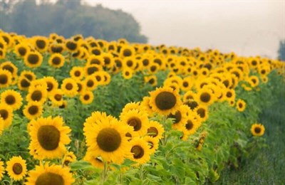 Double G RV Park Photo