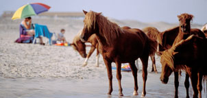 Ponies on the Beach in Assateague State Park Photo