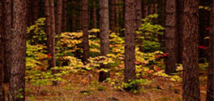 Calleva Haunted Forest Photo