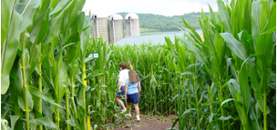 Corn maze Photo Photo