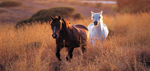 Kent Equestrian Photo