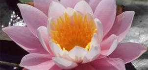 Pink water lilly Photo