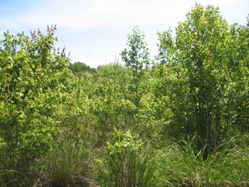 Millington Wildlife Management Area Photo