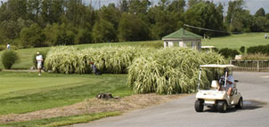 Paint Branch Golf Course Photo