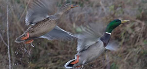 Ducks at Quaker Neck Gun Club Photo