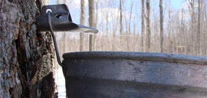 Tree and bucket Photo