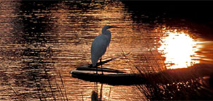 Heron in the Water Photo