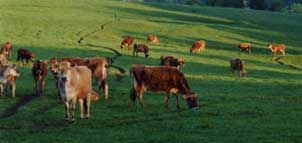 Cows in pasture Photo
