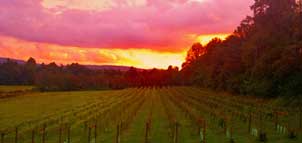 Sunset view at Red Heifer Winery Photo