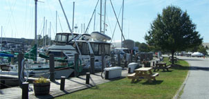 Yachts at the Marina Photo
