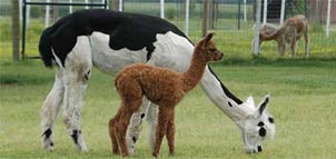 Alpacas Photo