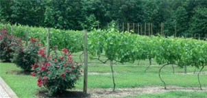 Vineyard on Vino 301 Photo