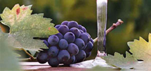 Charis Winery  Photo