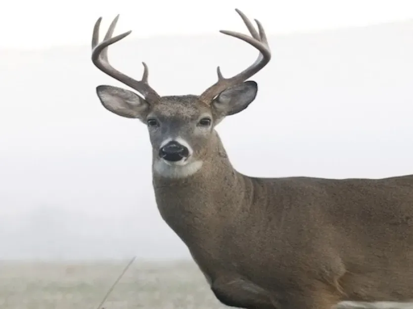 Deer in the morning mist
