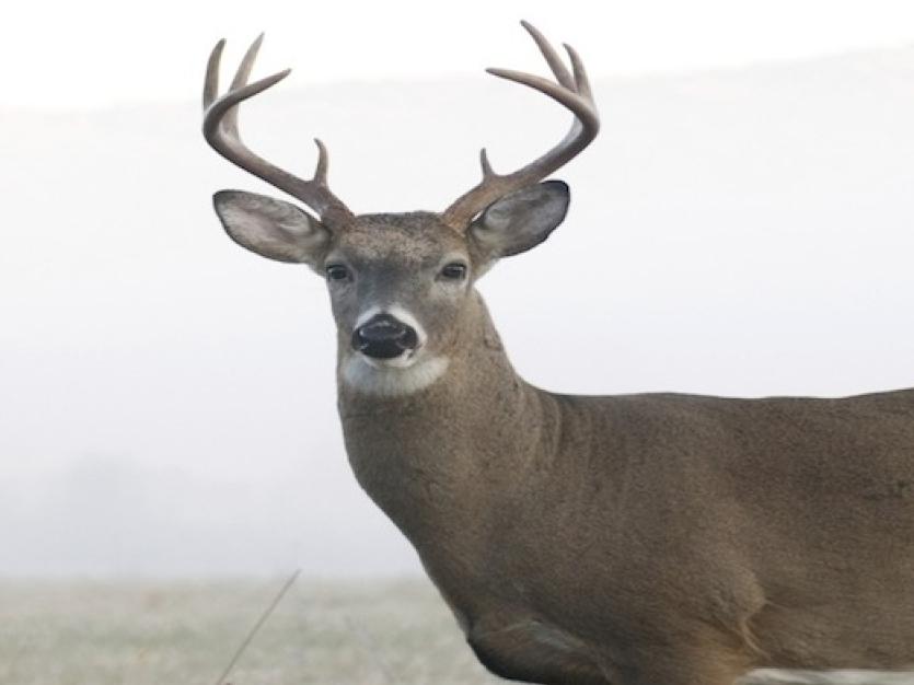 Deer in the morning mist