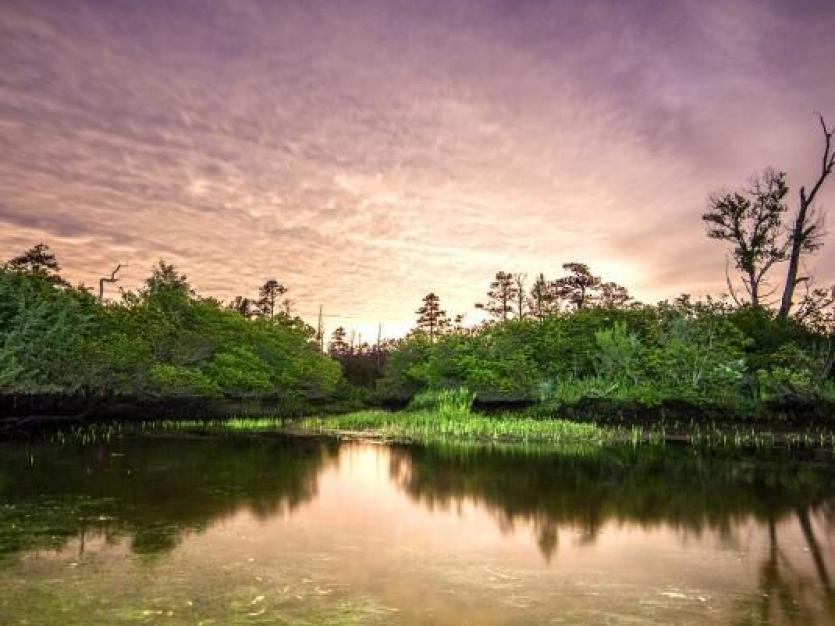 Zekiah Swamp at Sunset