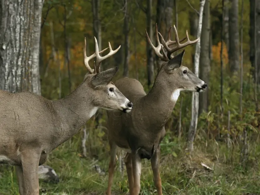 2 deer by the edge of the woods