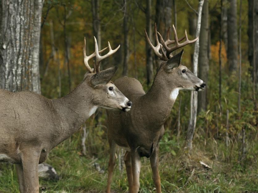 2 deer by the edge of the woods