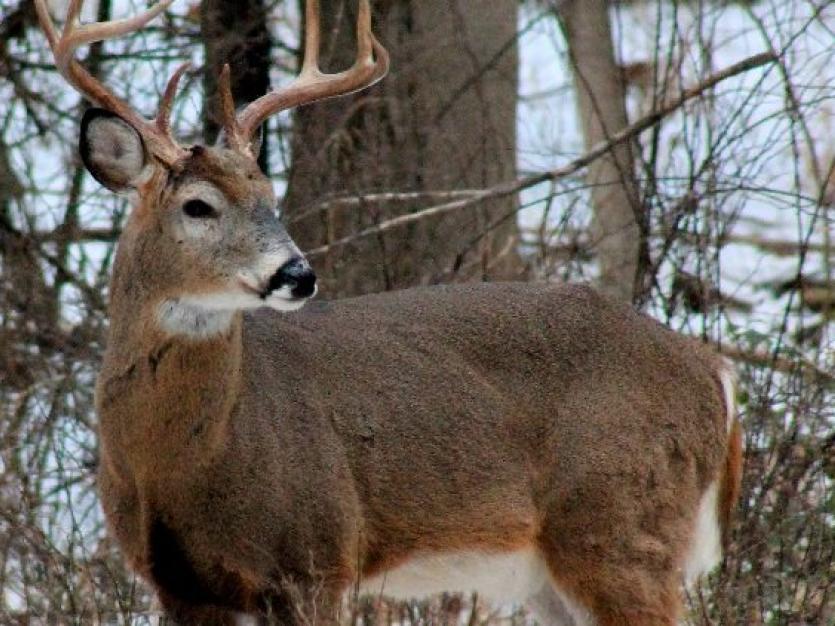 Deer in front of trees